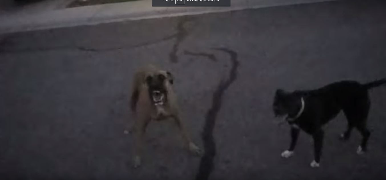 : Cop Uses Courage Instead Of Cowardice When Attacked By 2 Vicious Dogs
