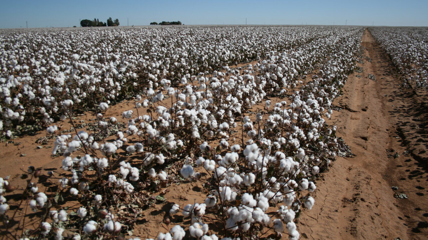 Cotton_field