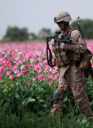 MARJAH, Helmand province, Afghanistan - Corporal Mark Hickok, a 23-year-old combat engineer from North Olmstead, Ohio, patrols through a poppy field during a clearing mission April 9. (U.S. Marine Corps photo by Cpl. John M. McCall)