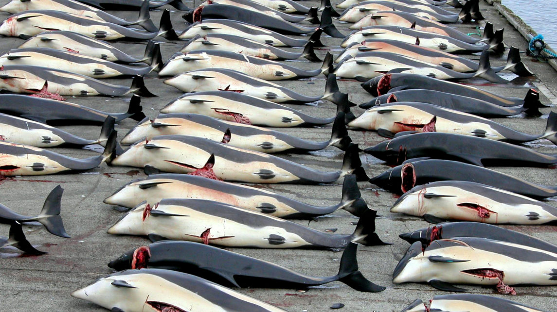 挪威现在杀死的鲸鱼数量超过日本和冰岛的总和