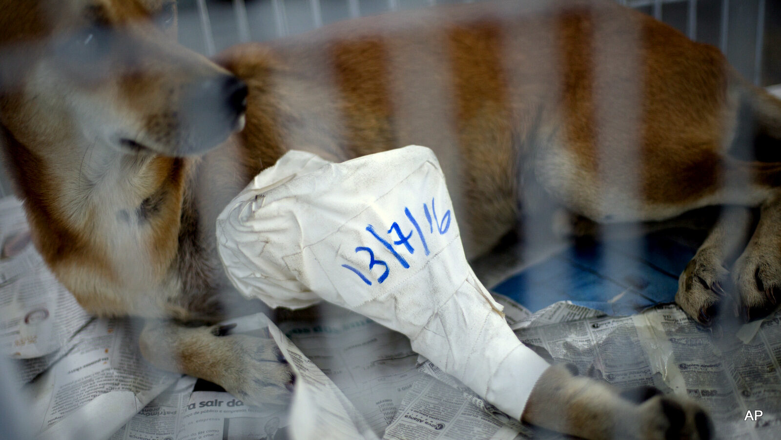 In this July 14, 2016 photo, Sheik, suffering from a bullet wound to his front leg, rests inside his cage at the shelter that is known by its Portuguese acronym SUIPA , in Rio de Janeiro, Brazil. Sheik was shot in the Jacarezinho slum on June 14 during a firefight. The city does not keep data for animal deaths or injuries related to shootings. But veterinarians at the shelter say they have seen a sharp increase in recent months, especially in slums where pets and strays roam freely.