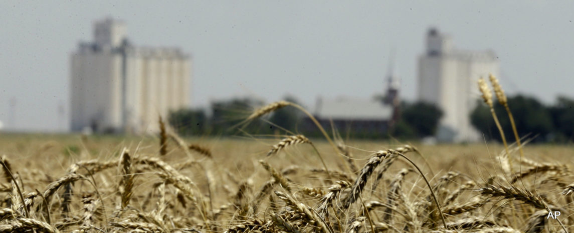 Japan, South Korea Halt Wheat Imports Following Discovery Of Tainted Monsanto Crop In US