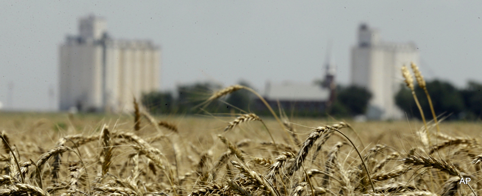 Wheat stands ready for harvest in a field near Anthony, Kan. Wheat stands ready for harvest in a field near Anthony, Kan. 