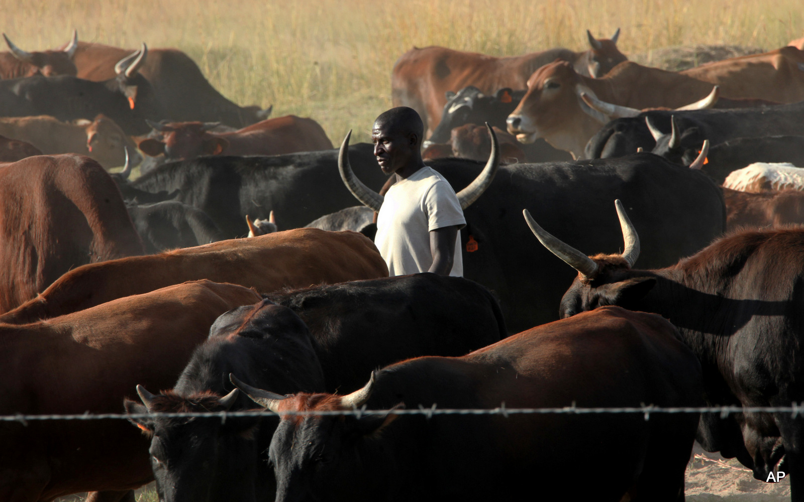 In this photo taken Tuesday, April 23, 2013 an unidentified farmer walks among his cattle on land near Harare. 