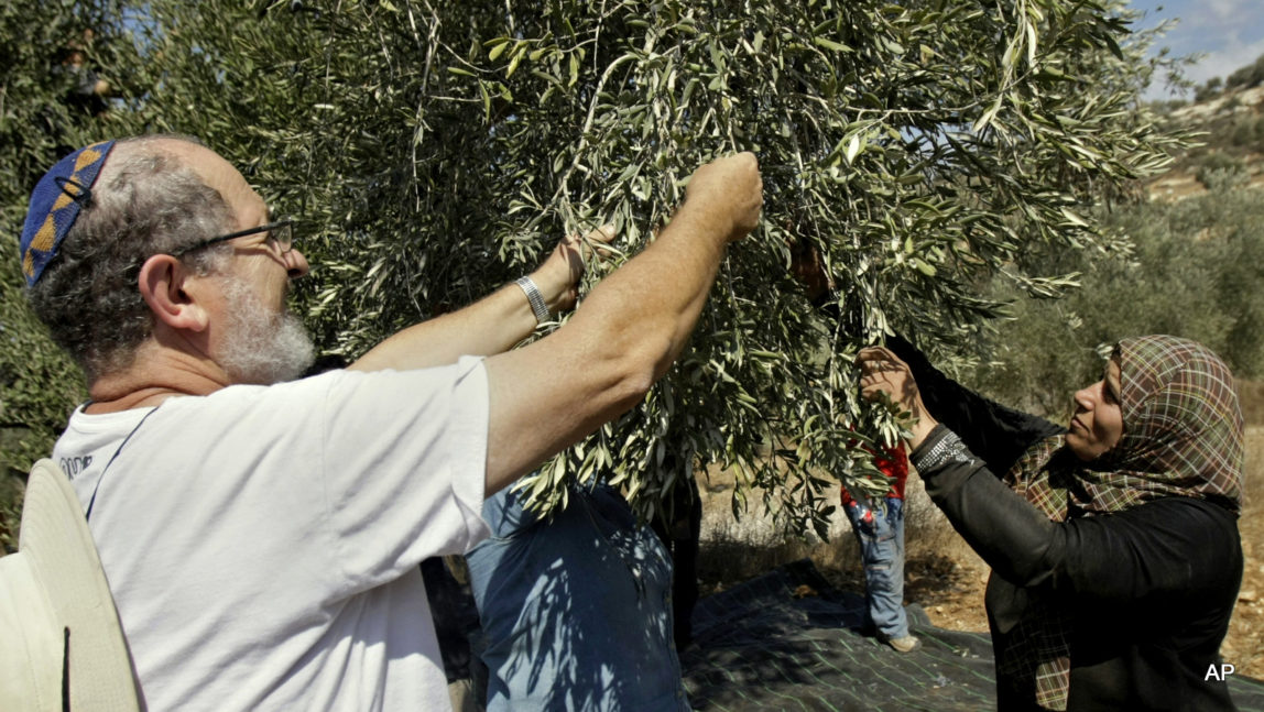 Rabbi Yehiel Grenimann and others from Rabbis For Human Rights join members of the Palestinian Awwad family picking olives in the West Bank village of Awarta, near Nablus, Monday Oct. 13, 2014.