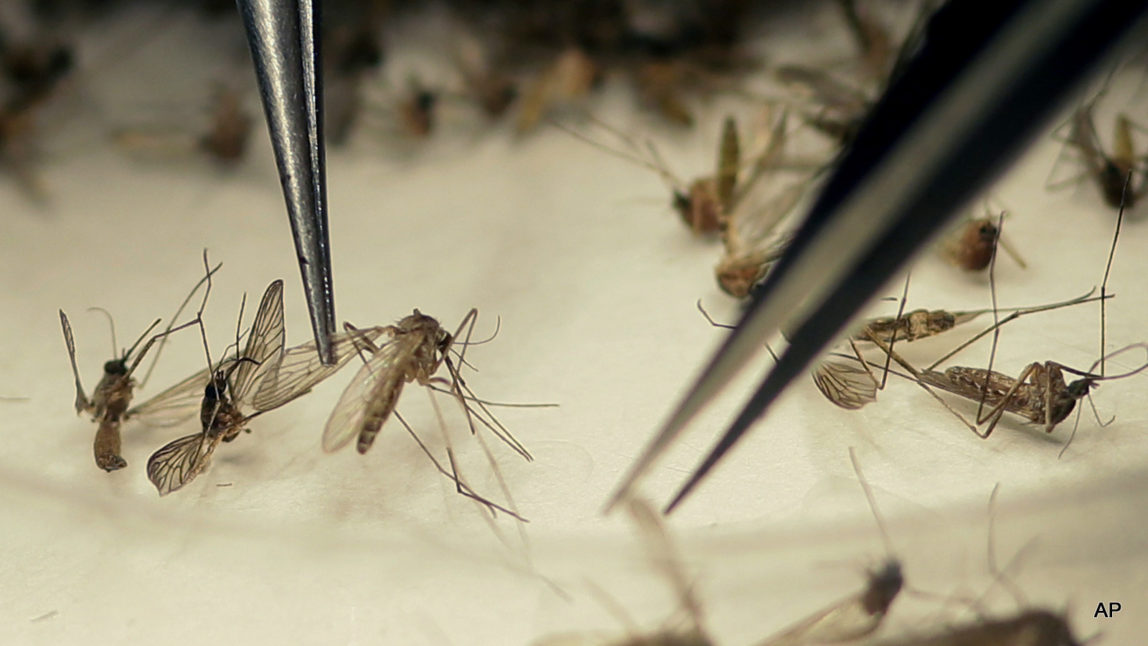 Dallas County Mosquito Lab microbiologist Spencer Lockwood sorts mosquitos collected in a trap in Hutchins, Texas, that had been set up in Dallas County near the location of a confirmed Zika virus infection.