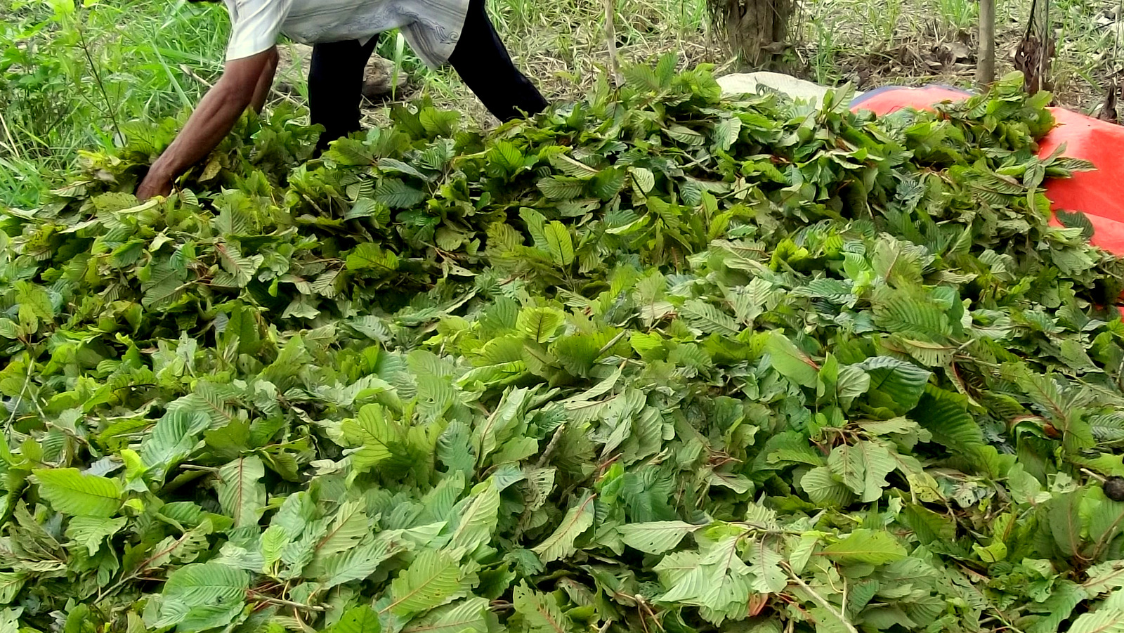 Todas las hojas se seleccionan cuidadosamente y se separan por su tipo de vena para no mezclar las incorrectas. Arriba tenemos algunas hojas verdes recién recolectadas.