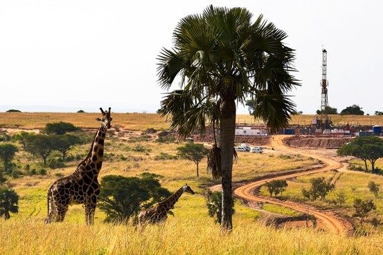 Endangered Rothschild’s Giraffes in front of a Tullow Oil rig in Murchison Falls National Park. Source: Tullow Oil plc