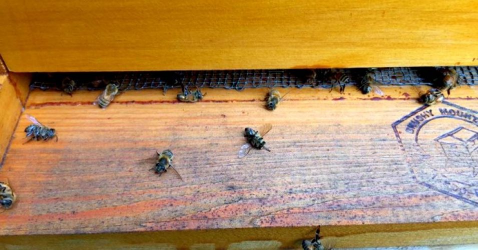 Millions Of Honeybees Dead In South Carolina Town After Zika Pesticide Spraying