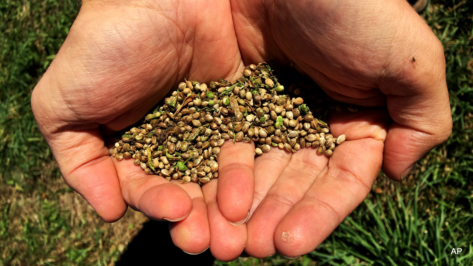 This Sept. 25, 2016 photo, shows seeds from the first legal crop of industrial hemp grown on JD Farms in Eaton, N.Y.