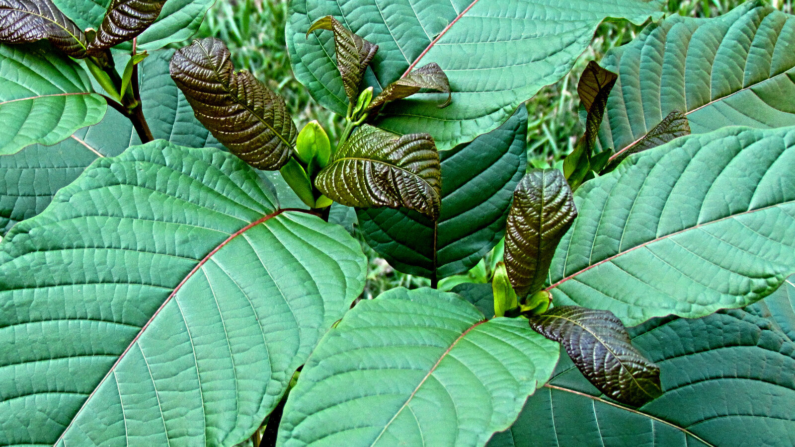 The leaves of a Mitragyna speciosa Korth tree. More commonly known as kratom.