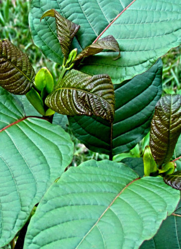 The leaves of a Mitragyna speciosa Korth tree. More commonly known as kratom.