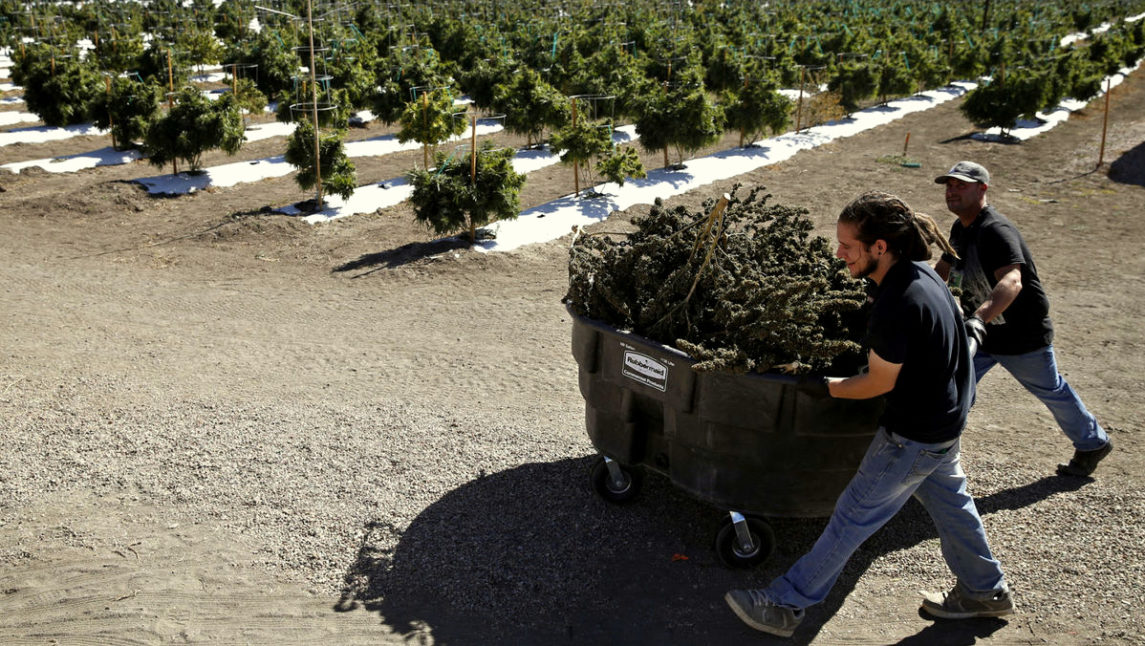 After Legalizing Marijuana, Unemployment Plummets In Colorado