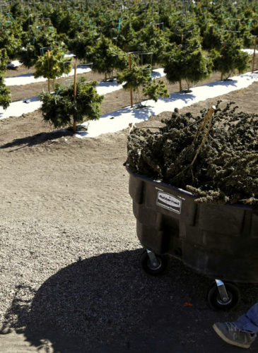 Farmworkers transport newly-harvested marijuana plants, at Los Suenos Farms, America's largest legal open air marijuana farm, in Avondale, southern Colorado, Oct. 4, 2016. (AP/Brennan Linsley, File)