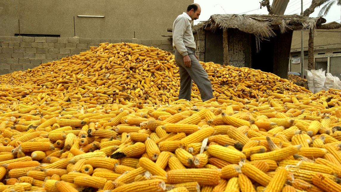 Iraq’s Agricultural Industry Was Pillaged, Its Farmers Devastated, But It’s Still Free Of GMO Seeds