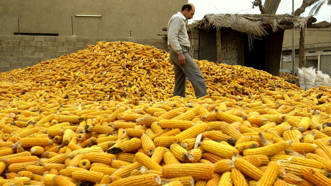 An Iraqi corn broker walks through his supply while preparing it to be shipped to retail markets Monday, Jan. 5, 2004 in a village north of Baghdad. (AP Photo/Julie Jacobson)