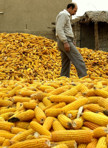 An Iraqi corn broker walks through his supply while preparing it to be shipped to retail markets Monday, Jan. 5, 2004 in a village north of Baghdad. (AP Photo/Julie Jacobson)