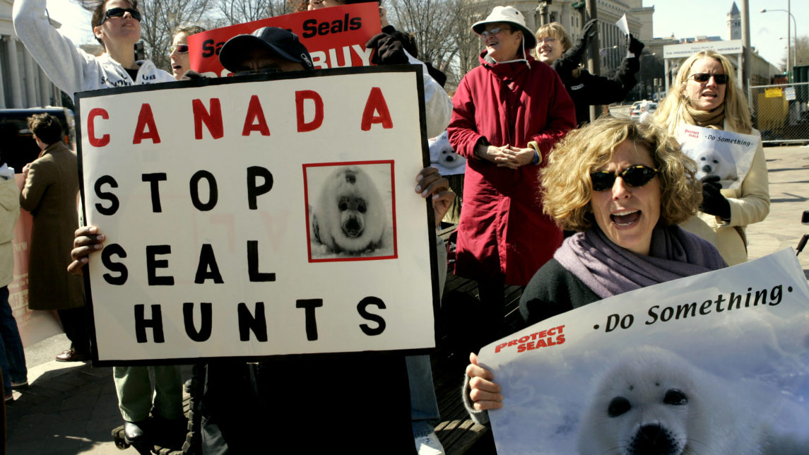 Inuit Seal Hunters Lash Out At Green Peace Over Anti-Hunting Campaign