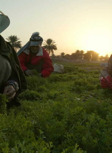 From left, farmers Mehdi Jassim, Jassim Omran and Hassan Hassin work in a farm field at dawn in Baghdad, Iraq. (AP Photo/Khalid Mohammed)