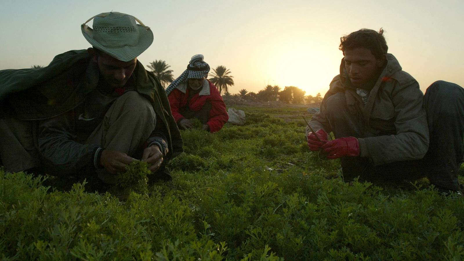 From left, farmers Mehdi Jassim, Jassim Omran and Hassan Hassin work in a farm field at dawn in Baghdad, Iraq. (AP Photo/Khalid Mohammed)