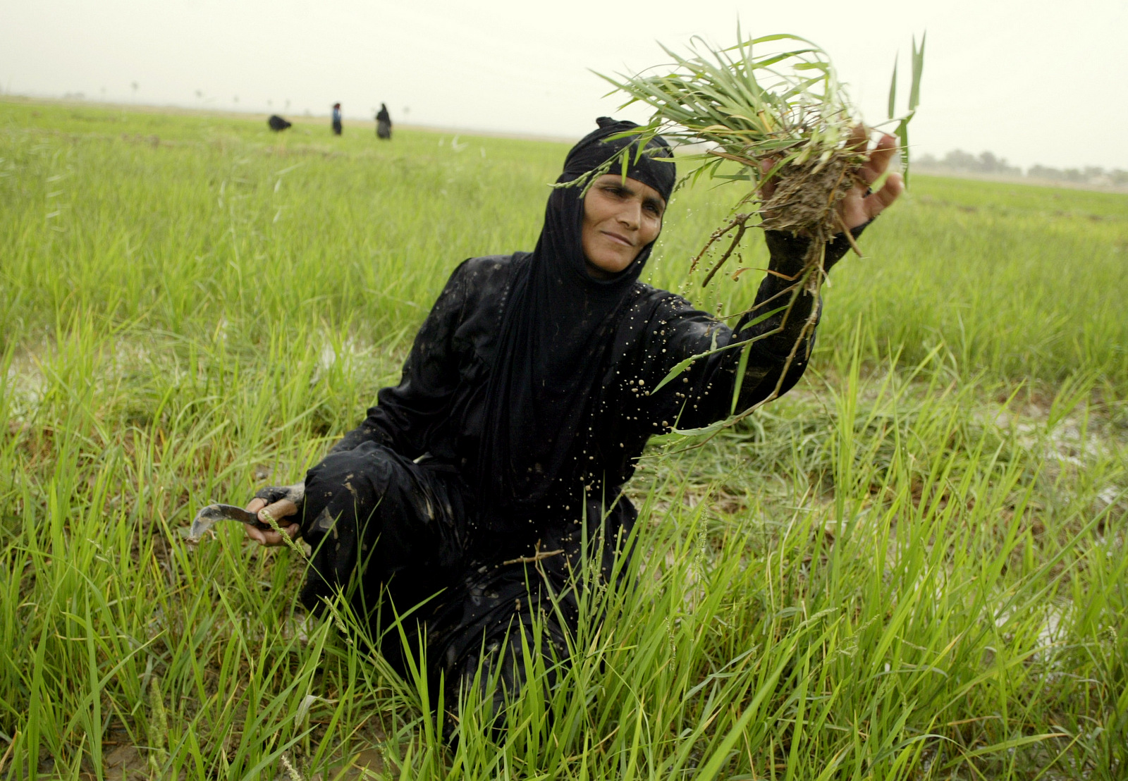 Umm Akeel harvests rice on a small farm near Najaf, 160 kilometers (100 miles) south of Baghdad, Iraq on Sunday, Aug. 19, 2007. . (AP Photo/ Alaa al-Marjani)