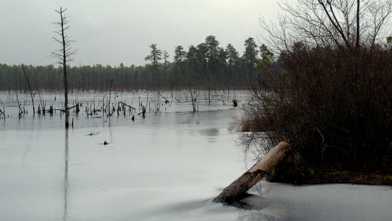 A section of the Pinelands region in Lakehurst N.J. New Jersey regulators are set to vote Friday, Feb. 24, 2017, on whether a natural gas pipeline should run through the state’s federally protected Pinelands preserve. (AP/Wayne Parry)