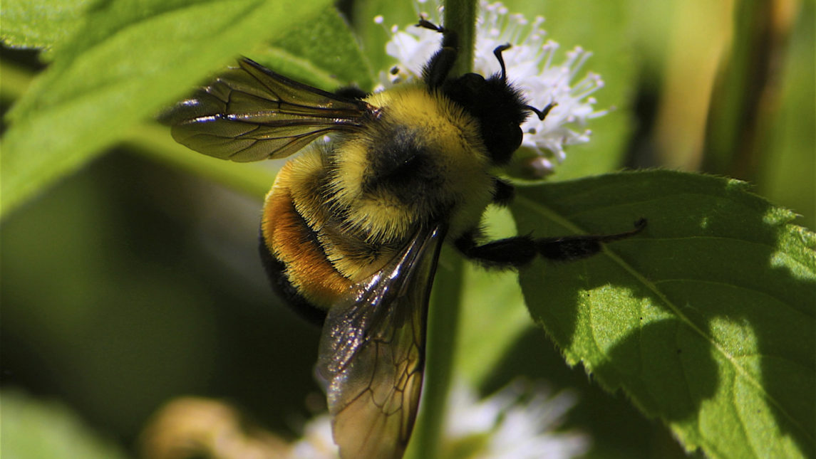 Despite Ag Industry Efforts, First Bee Species Listed As Endangered