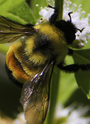 The rusty-patched Bumble bee (Bombus affinis) has become the first bee species to be officially placed on the endangered species list (Photo: Photo: Dan Mullen/Flickr)