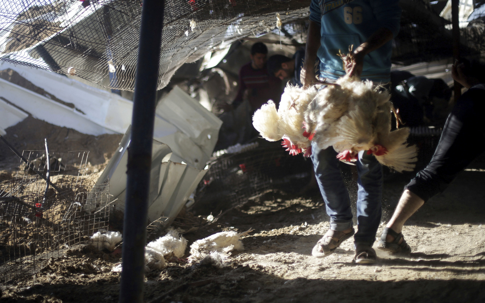Palestinians inspect a chicken farm that was destroyed by an overnight Israeli Airstrike, in Gaza City, Tuesday, Feb. 7, 2017. (AP/ Khalil Hamra)