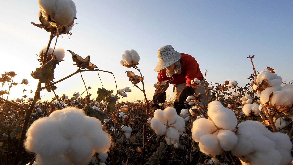 A worker picks cotton at an agriculture park in Hami City, northwest China's Xinjiang Uygur Autonomous Region, Oct. 26, 2013. (Xinhua/Cai Zengle)