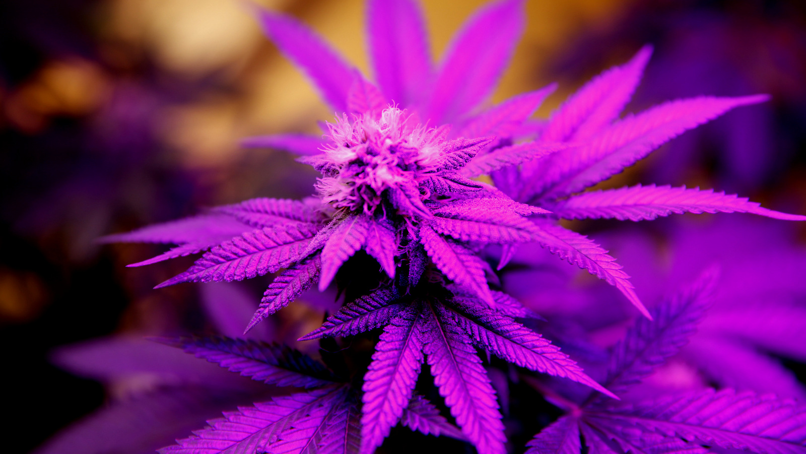 An ultraviolet growth light illuminates a marijuana plant in a grow room at the 3D Dispensary in Denver. (AP/David Zalubowski, file)