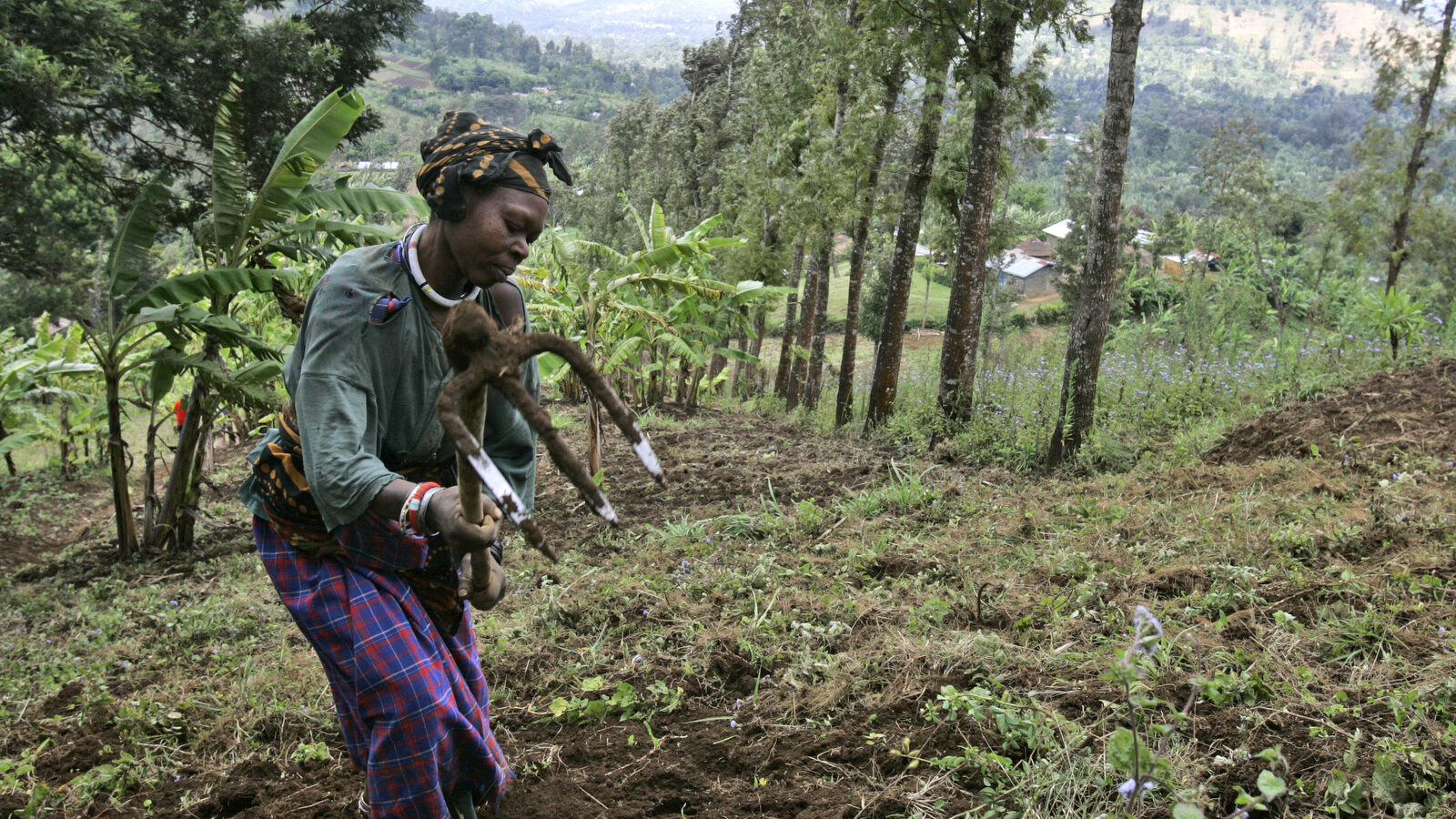 A woman works a field near the Tanzanian town of Arusha. (AP/Karel Prinsloo)