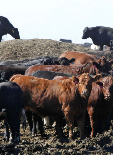 Cattle trounce around a huge pile of manure as a pen is cleaned out at the JBS feed lot west of Greeley in Kersey, Colo. (AP/Ed Andrieski)