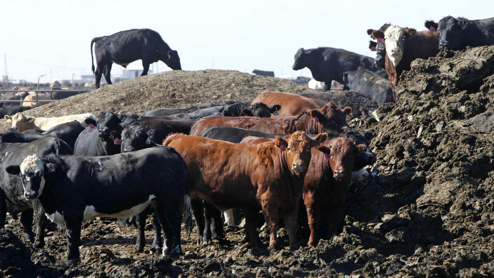 Cattle trounce around a huge pile of manure as a pen is cleaned out at the JBS feed lot west of Greeley in Kersey, Colo. (AP/Ed Andrieski)