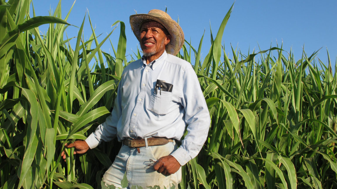 Will Scott, president of the African American Farmers of California, poses for a photo by the sorghum plants at the group's demonstration farm in Fresno, Calif. on Thursday, September 15, 2011. (AP/GosiaWozniacka)