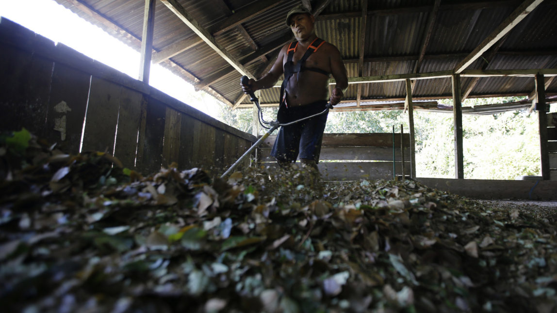 A man mulches coca leaves with a weed eater at a small makeshift lab in Puerto Bello, Colombia. Coca cultivation surged last year and now covers more territory than it did when a multibillion U.S.-led eradication campaign began 16 years ago (AP/Fernando Vergara)