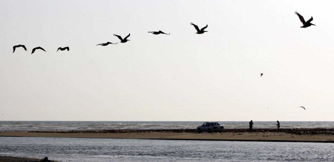 Pelicans pass over Boca Chica, Texas, where the Rio Grande meets the Gulf of Mexico. Wildlife enthusiasts fear the Santa Ana National Wildlife Refuge will be ruined by the fences and adjacent roads the U.S. government plans to erect along the Mexican border to keep out illegal immigrants and smugglers. (AP Photo/Eric Gay)