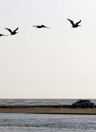 Pelicans pass over Boca Chica, Texas, where the Rio Grande meets the Gulf of Mexico. Wildlife enthusiasts fear the Santa Ana National Wildlife Refuge will be ruined by the fences and adjacent roads the U.S. government plans to erect along the Mexican border to keep out illegal immigrants and smugglers. (AP Photo/Eric Gay)