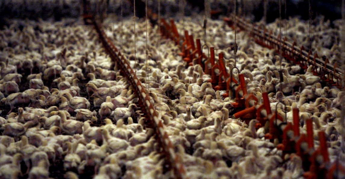 New Report Puts Spotlight On «Ag-Gag» Laws And The Forces Behind Them