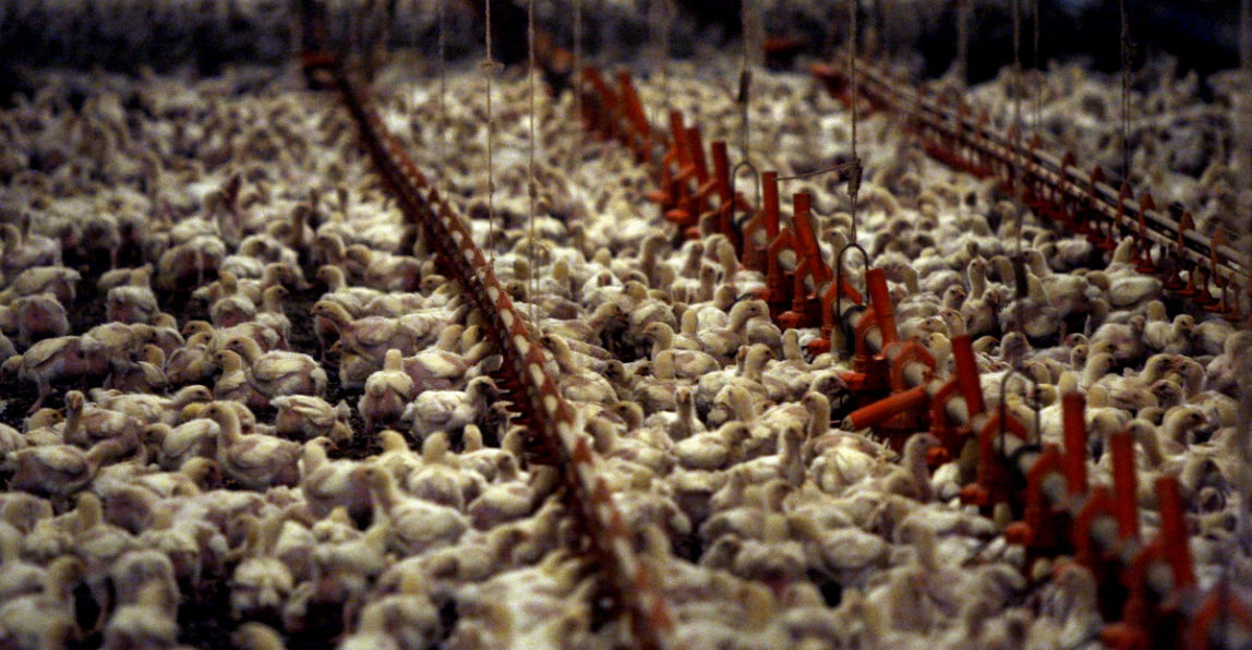 A Pilgrim's Pride contract chicken farm full of three-week-old chicks just outside the city limits of Pittsburg, Texas, Tuesday, Dec. 2, 2008. (AP/LM Otero)