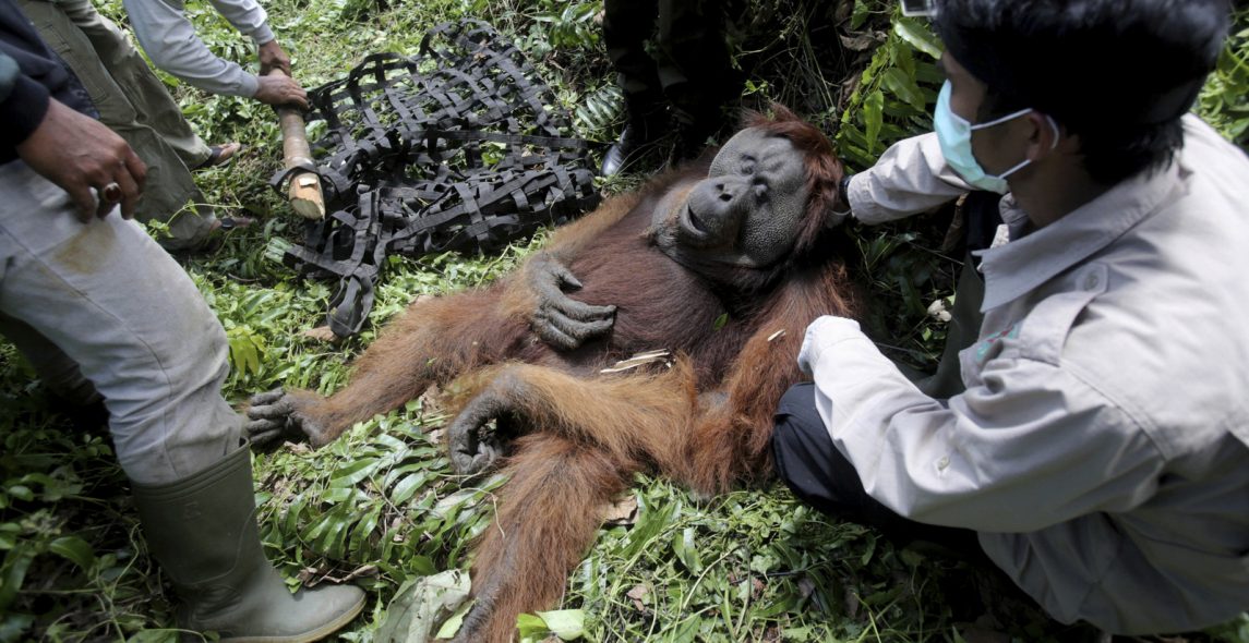 In Photos | Palm Oil Plantations Are Killing Orangutans In Indonesia