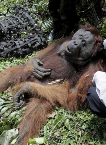 Palm Oil Orangutan Banner