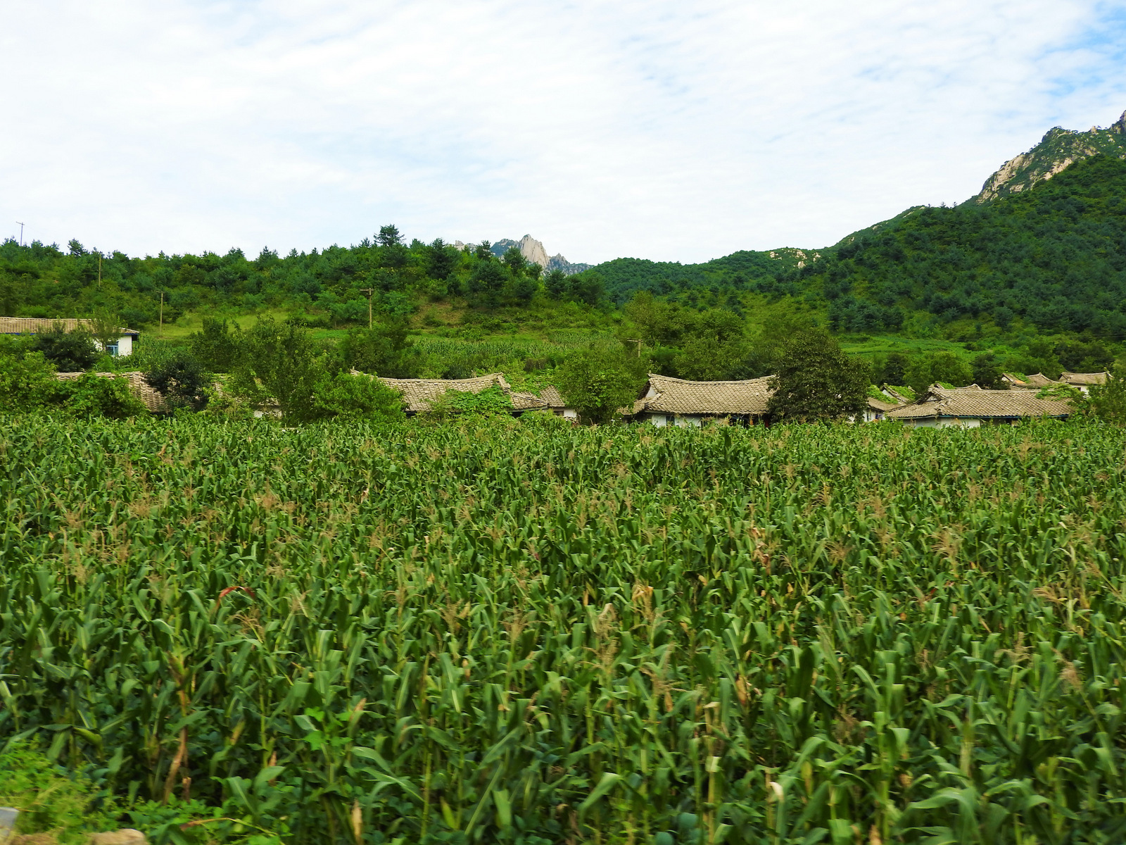 Corea del Norte ha sufrido duros períodos de sequía y hambre. Las brutales sanciones impuestas por Estados Unidos y la destrucción del país no ayudan en nada. Sin embargo, viajando a más de cien kilómetros al sur de Pyongyang, pasamos por un sinfín de exuberantes campos de maíz y arroz.