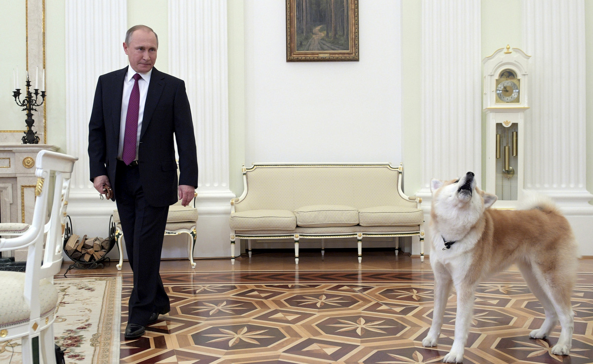 Vladimir Putin looks at his Akita-inu dog Yume before his interview with the Nippon Television Network Corporation and the Yomiuri Shimbun prior to his visit to Japan and meeting with Japan's Prime Minister Shinzo Abe, in the Kremlin in Moscow, Russia. (Alexei Druzhinin/ Sputnik via AP)