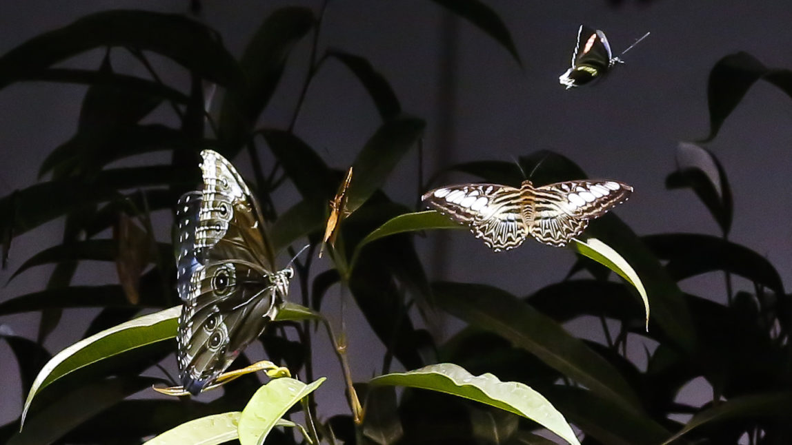 Butterflies fly around in the Butterfly Conservatory at the American Museum of Natural History, Oct. 4, 2017, in New York. (AP/Bebeto Matthews)