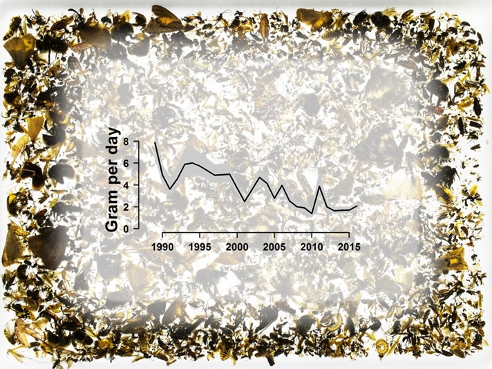 The average weight of trapped insects per day against the years 1989 until 2016. After 27 years, the total average weight has been declined by more than 75 percent. (Image: Raboud)