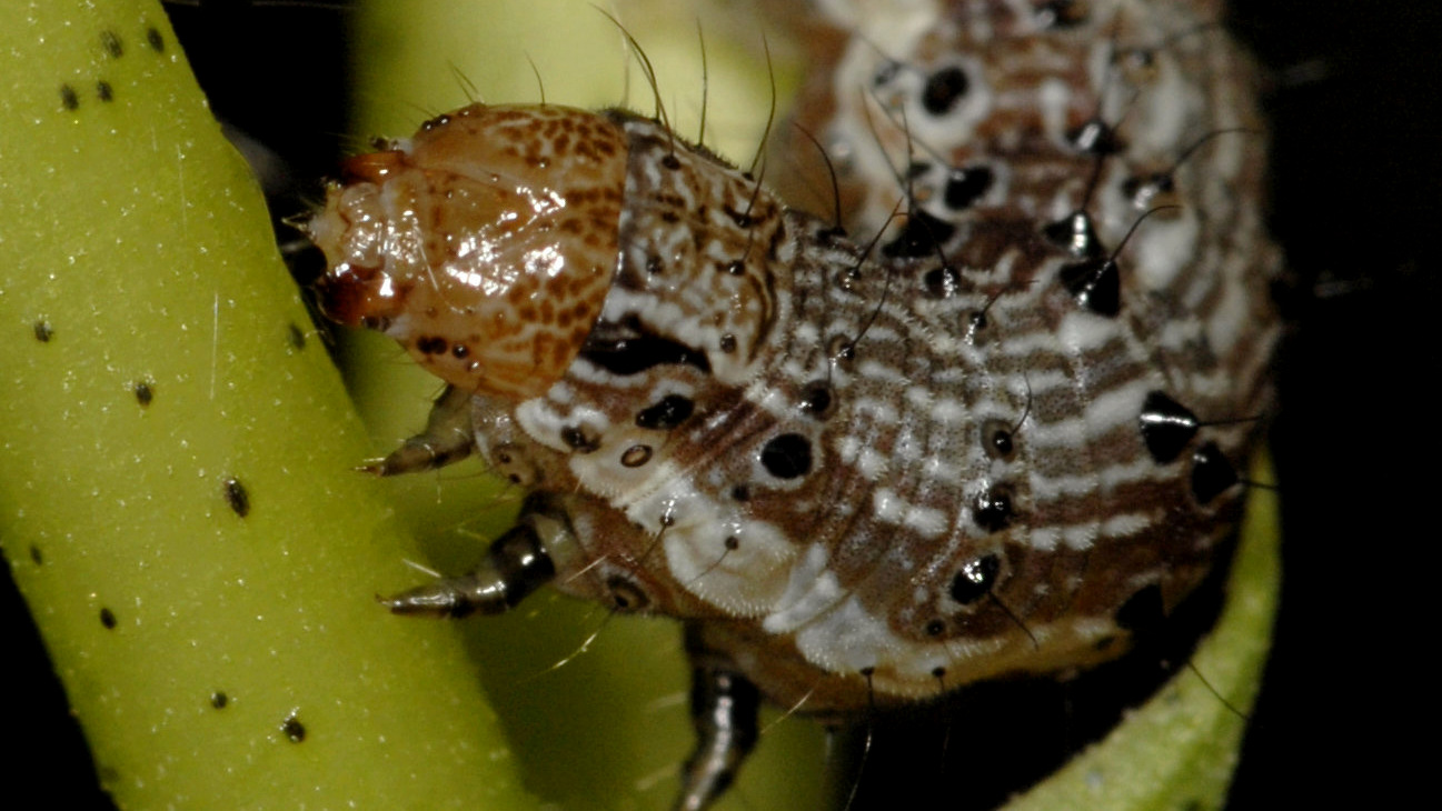 The cotton bollworm caterpillar has evolved resistance to four Bt proteins produced by biotech crops. (Alex Yelich/University of Arizona)