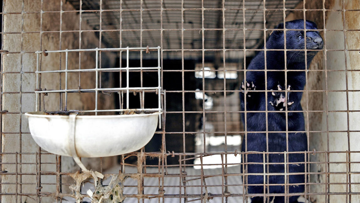 FILE - A black mink looks out of its cage at the Ott Mink Farm, April 21, 2005, in Heafford Junction, Wisc. (AP/Morry Gash)