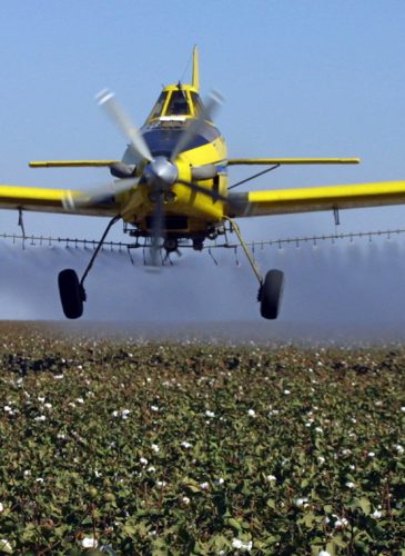 A crop dusting plane from Blair Air Service dusts cotton crops in Lemoore, Calif. (AP/Gary Kazanjian)