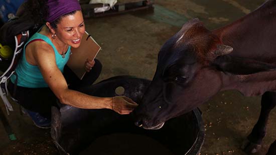 Delegate Ana Hernández feeds one of the milking cows in the cattle and cheese production unit of EPSDC “Agrimiro Gabaldón in the Commune “El Maizal” (Katrina Kozarek/Venezuelanalysis).